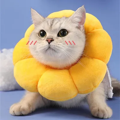 Pawzy Collier de protection pour chat