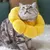 Pawzy Collier de protection pour chat