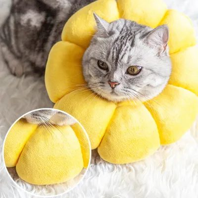 Pawzy Collier de protection pour chat