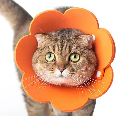 Zoomtopia Collier de protection pour animaux de compagnie Zoomtopia Collier de protection pour animaux de compagnie