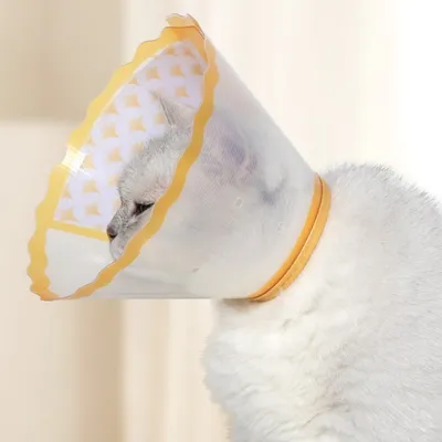 Zoomtopia Collier de convalescence pour chiens et chats