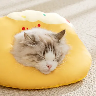 Zoomtopia Collier anti-léchage pour chat