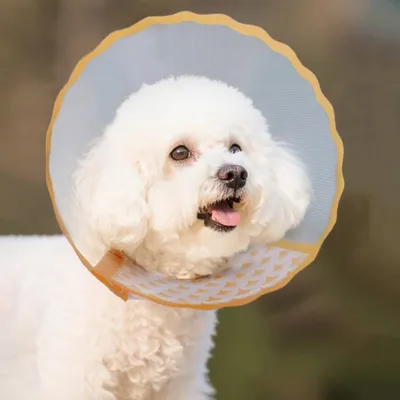 Zoomtopia Collier de convalescence pour chiens et chats