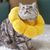 Pawzy Collier de protection pour chat