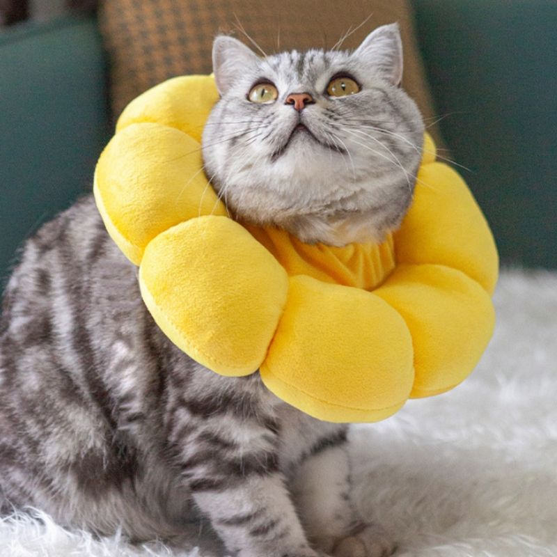 Pawzy Collier de protection pour chat