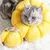 Pawzy Collier de protection pour chat