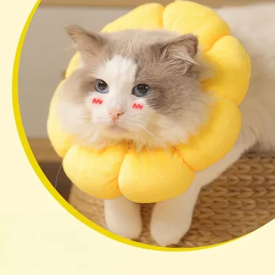 Zoomtopia Schutzkragen für Katzen