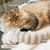 FurryFusion Hamac pliable pour chat