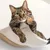 Zoomtopia Hamac mural pour chat