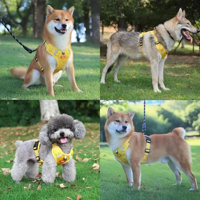 Harnais anti-traction pour chien(jaune)