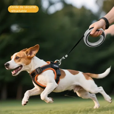 Zoomtopia Corde rétractable pour chien