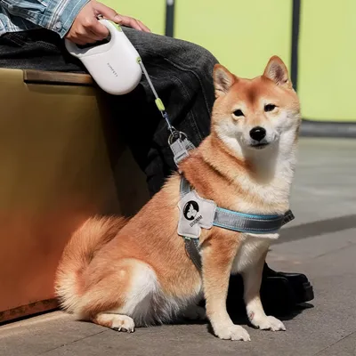 Zoomtopia Laisse pour chien rétractable