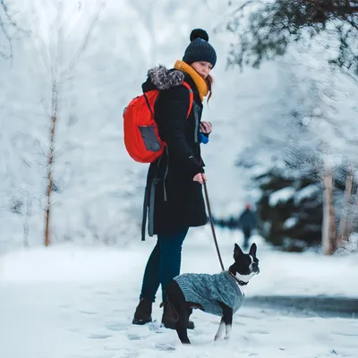 Zoomtopia Corde pour chien