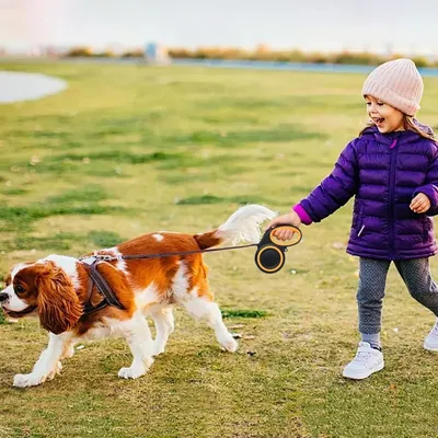 Zoomtopia Laisse rétractable pour chien