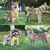 Harnais anti-traction pour chien(jaune)