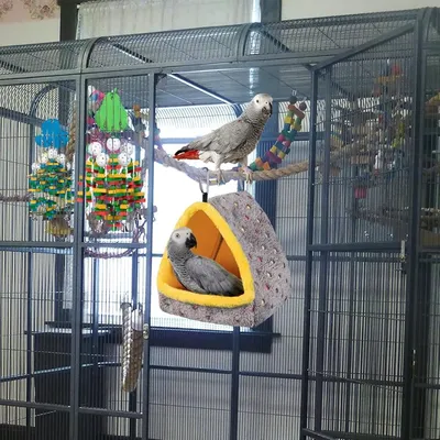 Zoomtopia Nid d'oiseau pour cage