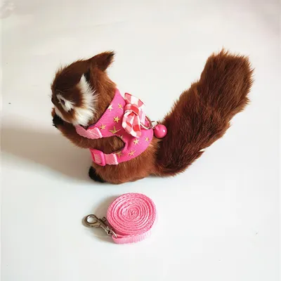 Zoomtopia Sangle de poitrine pour petits animaux