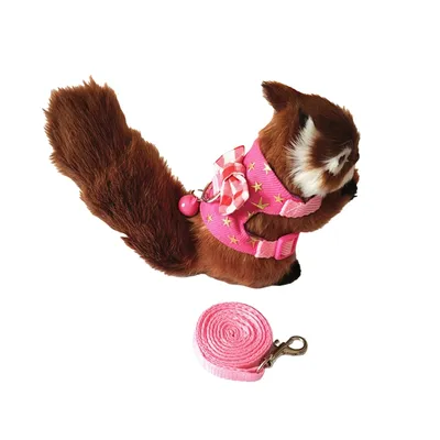 Zoomtopia Sangle de poitrine pour petits animaux