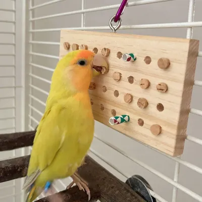 Pawzy Jouets pour Oiseaux - Divertissement au Déchirement