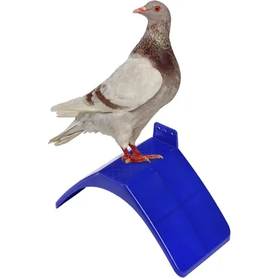 UAMLY Perchoirs à pigeons Support de perchoir pour oiseaux