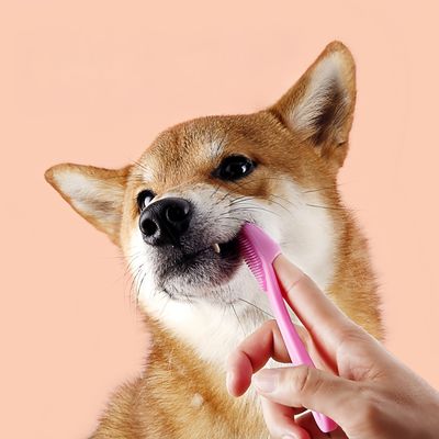 Pawzy Brosse à dents pour animaux