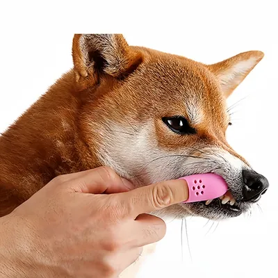 Pawzy Brosse à dents pour animaux