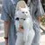 Pawzy Sac de transport pour chat