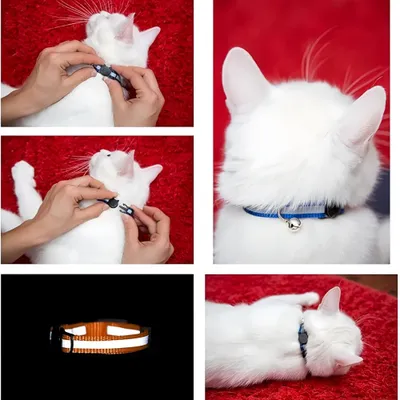 FurryFusion Lot de 6 Colliers pour chat réfléchissants