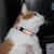 FurryFusion Lot de 6 Colliers pour chat réfléchissants