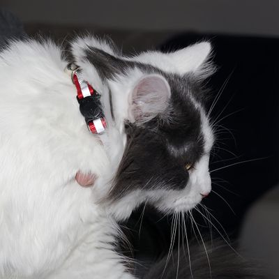 FurryFusion Lot de 6 Colliers pour chat réfléchissants