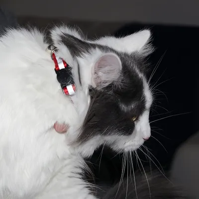 FurryFusion Lot de 6 Colliers pour chat réfléchissants