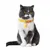 FurryFusion Colliers pour chats et chiens