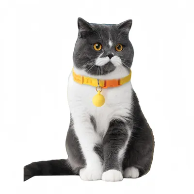 FurryFusion Colliers pour chats et chiens