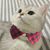 Zoomtopia Collier pour chat