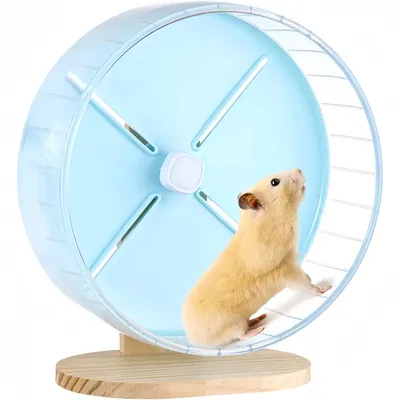 Zoomtopia Roue d'exercice pour petits animaux