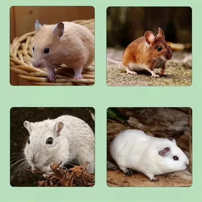 Zoomtopia Roue d'exercice pour petits animaux