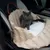 FurryFusion Nid de siège auto pour animaux de compagnie