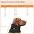 FurryFusion Collier de soutien pour la récupération du chien