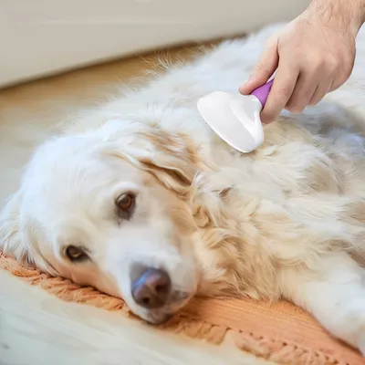 Pawzy Brosse de toilettage pour chien et chat