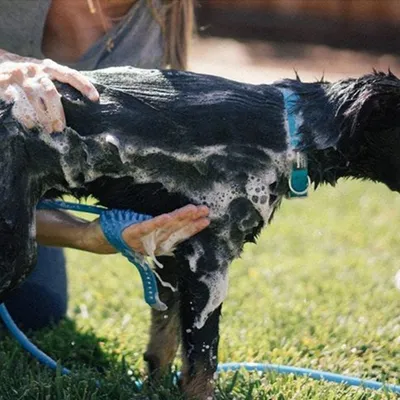 Zoomtopia Pulvérisateur de douche pour chien 2en1