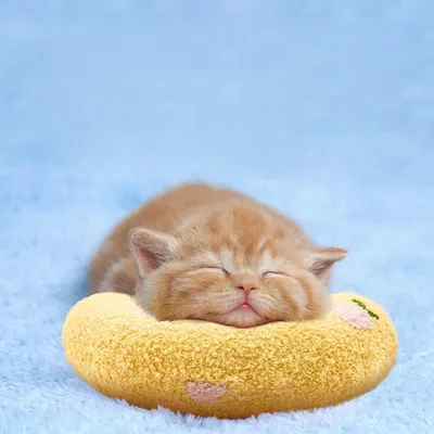 Zoomtopia Coussin en peluche pour chat et chiot