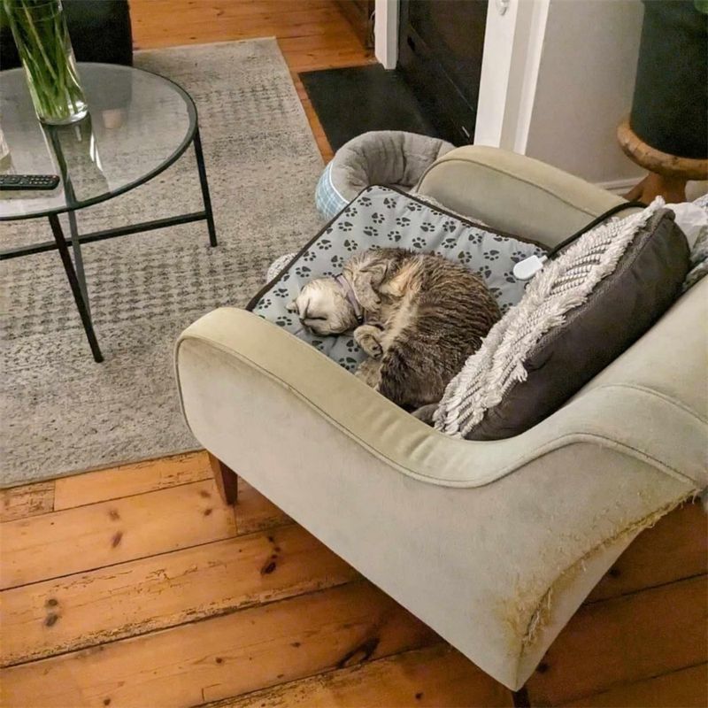IntiMeg Couverture électrique pour animaux