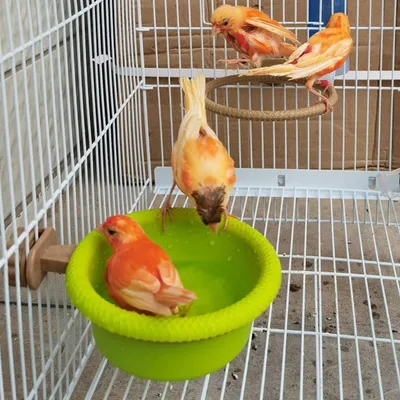 Zoomtopia Baignoire multifonction pour oiseaux