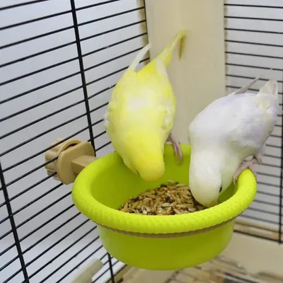 Zoomtopia Baignoire multifonction pour oiseaux