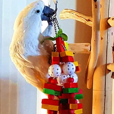 Zoomtopia Jouet à mâcher pour oiseaux