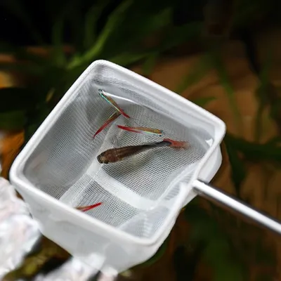 Zoomtopia Épuisette à poisson pour aquarium