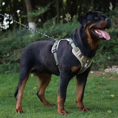 Pawzy Harnais anti - traction pour chien