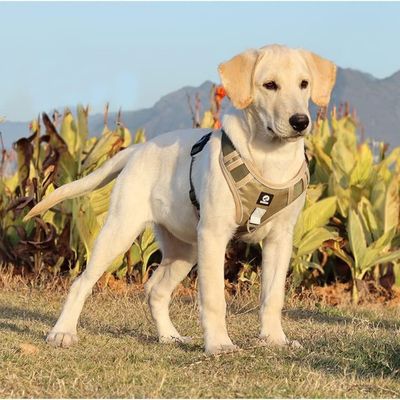 Pawzy Harnais anti - traction pour chien