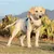 Pawzy Harnais anti - traction pour chien