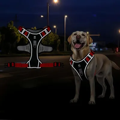 Pawzy Ensemble harnais et laisse pour chat et chien